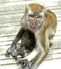 Macaque photographed at Batu Caves, Kuala Lumpur, Malaysia